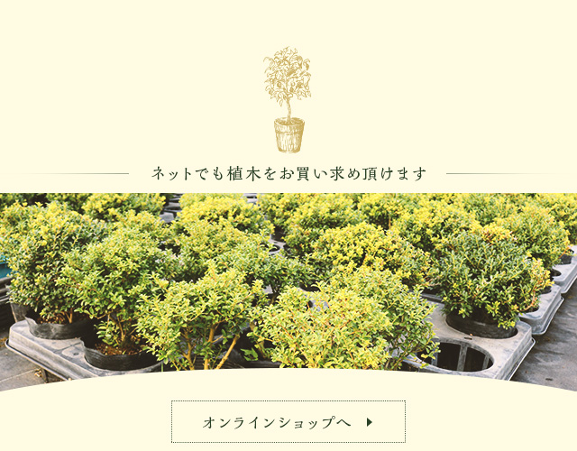 久留米市田主丸の園芸用植木のオンラインショップサイト金華園 久留米市田主丸の園芸用植木のオンラインショップサイト金華園