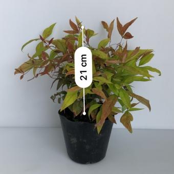 オタフクナンテン　15㎝ポット　10本セット