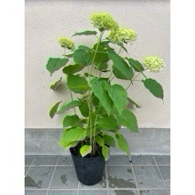 アメリアカジサイ　アナベル　21ポット　4本セット