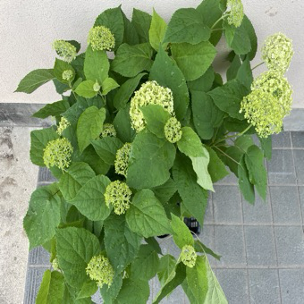 アメリアカジサイ　アナベル　21ポット　4本セット