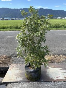 金木犀(キンモクセイ) 樹高約1.2m 35cmポット